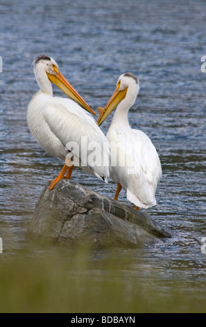 Weiße Pelikane Madison River Montana Stockfoto