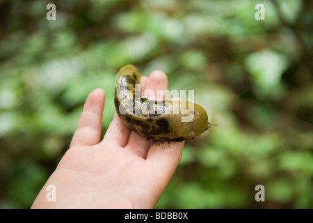 ein Kind hält eine riesige gefleckte Banane Schnecke in einem Wald Nahaufnahme Stockfoto