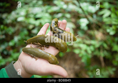 Kinderhand mit drei riesigen Bananen Schnecken in der Hand, Regenwald auf Vashon Island, WA, USA Stockfoto