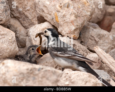 Rattenschwanz (Motacilla alba.) Die Fütterung von ledergekämmten Küken im Nest im Steinhaufen. Stockfoto