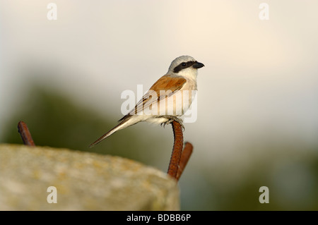 Männlichen Neuntöter (Lanius Collurio) Stockfoto