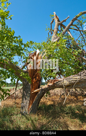 Sturm beschädigt Nussbaum - Sud-Touraine, Frankreich. Stockfoto