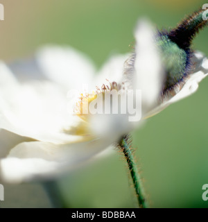 weißen Mohn und Pod Schönheit in der bildenden Kunst Naturfotografie Jane Ann Butler Fotografie JABP268 Stockfoto