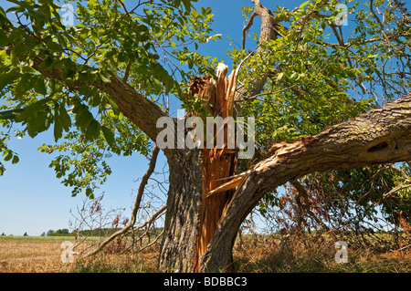 Sturm beschädigt Nussbaum - Sud-Touraine, Frankreich. Stockfoto