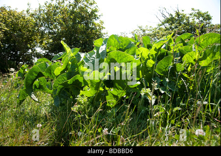 Wild Meerrettich, Armoracia rusticana, wächst an den Ufern des Flusses