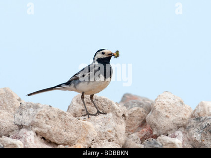 Rattenschwanz (Motacilla alba.) Auf weißen Steinen und mit Nahrungsmitteln. Stockfoto