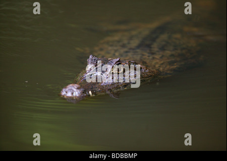 Spectacled Cayman, Caiman crocodilus, in einem See in den Regenwald auf der Isla Bastimentos Nationalpark, Provinz Bocas del Toro, Republik Panama. Stockfoto