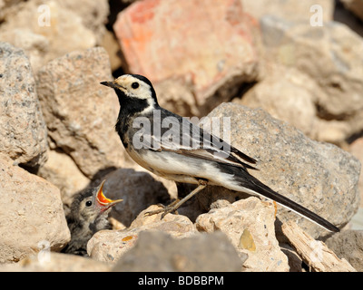 Rattenschwanz (Motacilla alba.) Fütterungsküken im Nest im Steinhaufen. Stockfoto