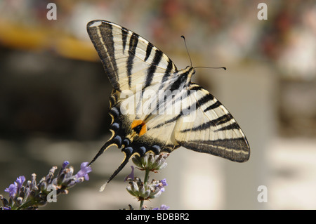 Knappen Schwalbenschwanz Schmetterling fotografiert auf einem Lavendel-Busch im Süden von Frankreich. Stockfoto