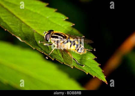 Hoverfly Helophilus pendelnden Stockfoto