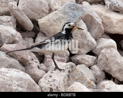 Rattenschwanz (Motacilla alba.) Auf einem Haufen weißer Steine mit Nahrungsmitteln Stockfoto