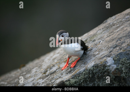 Papageitaucher, Fratercula arctica, runde Insel an der Atlantischen Westküste, Norwegen. Stockfoto