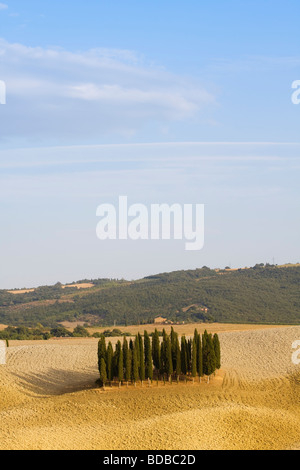 Ruhige Aussicht auf Val d'Orcia, mit einer markanten Linie von Zypressen, die sich vor den sanften Hügeln der Toskana unter einem klaren blauen Himmel befinden. Stockfoto