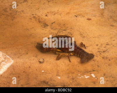 Europäische Krebse - astacus astacus Stockfoto