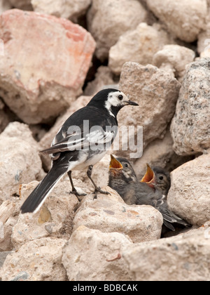 Rattenschwanz (Motacilla alba.) Fütterungsküken im Nest im Steinhaufen. Stockfoto