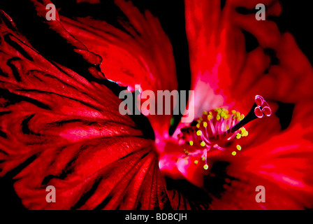 ein Close Up der rote Hibiskus Stockfoto