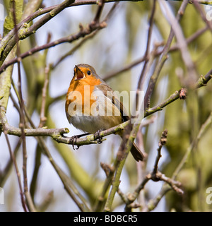 Singende Robin (Erithacus Rubecula) auf einem Apfelbaum im Frühjahr, Surrey England Stockfoto