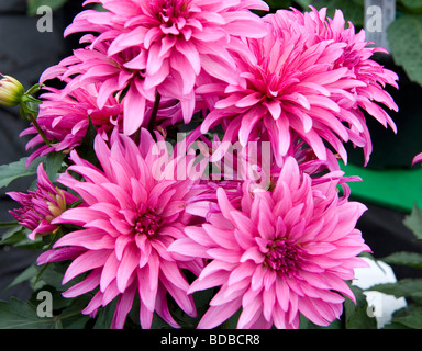 Zwerg gemischte Dahlia buschigen Zwerg Dahlien Bettwäsche Stockfoto