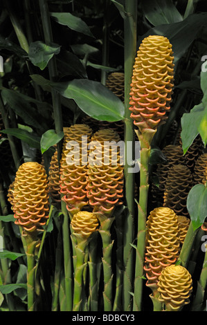 Bienenstock Ingwer (Zingiber Spectabile), blühende Stiele Stockfoto