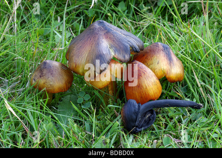 Waxcap - Hygrocybe Conica Schwärzung Stockfoto