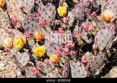 Die Kakteen in blühenden Blumen bedeckt Stockfoto