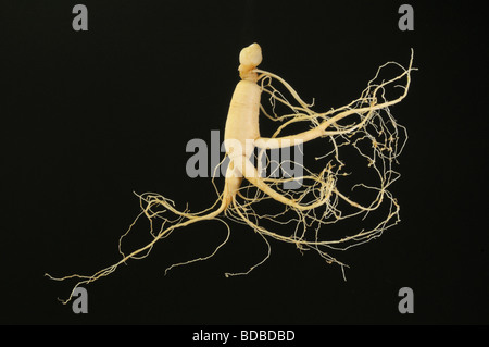 Ginseng (Panax Ginseng). Wurzel, Studio Bild Stockfoto