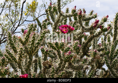 Blühende Cholla cactus Stockfoto