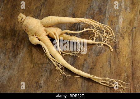 Ginseng (Panax Ginseng). Root auf hölzernen Oberflächen, Studio-Bild Stockfoto