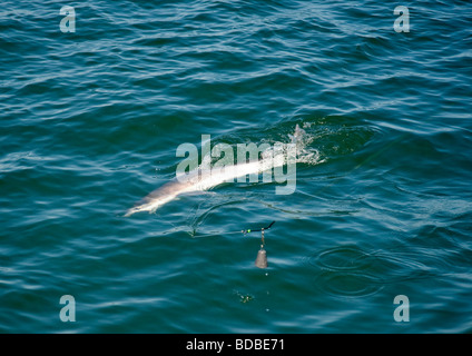 BDSM, Angeln von einem Boot aus Angeln. Stockfoto