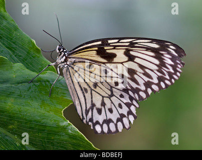 Weißen Baum Nymphe Schmetterling (Idee Leuconoe) Stockfoto