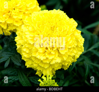 Calendula Officinalis Ringelblume African. Leuchtend gelbe Pom Pom Form Blume. Stockfoto