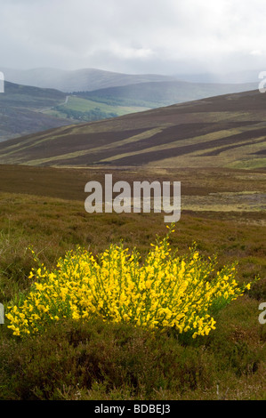 Besen, Cytisus Scoparius, Strauch Blüte auf ein Moor, Heide, für Moorschneehühner über Glen Gairn verwaltet. Stockfoto