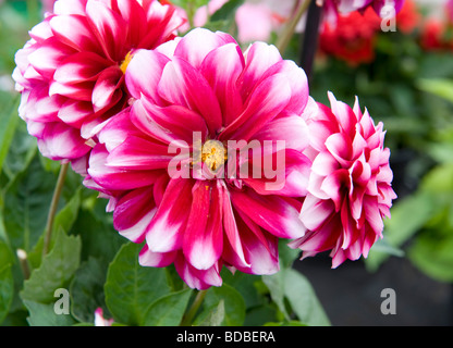 Zwerg gemischte Dahlia buschigen Zwerg Dahlien Bettwäsche Stockfoto