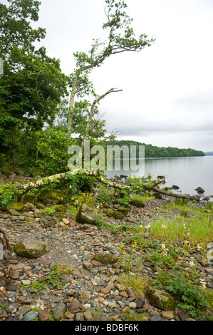 Ost Ufer von Loch Lomond Stockfoto