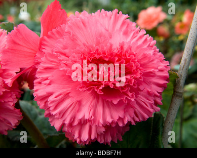 Begonia Tuberhybrida gefüllte Blüte gezahnten Blütenblätter überlappen Shocking pink Farbe einzelne Blüte Stockfoto