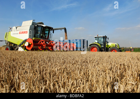 CLAAS Mähdrescher beim Ernten von Weizen in West Norfolk Fens Stockfoto