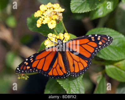 Monarchfalter (Danaus Plexippus) Stockfoto