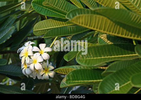 Frangipani (Plumeria) Blüten auf einem Baum in Kambodscha Stockfoto