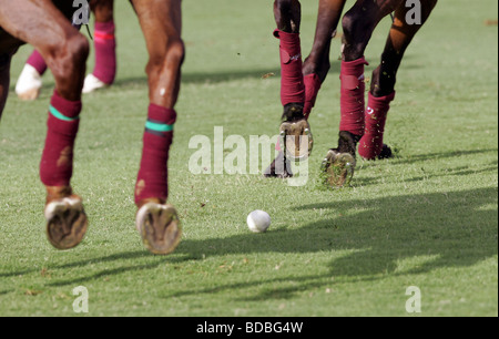 Polo-Spiel Stockfoto