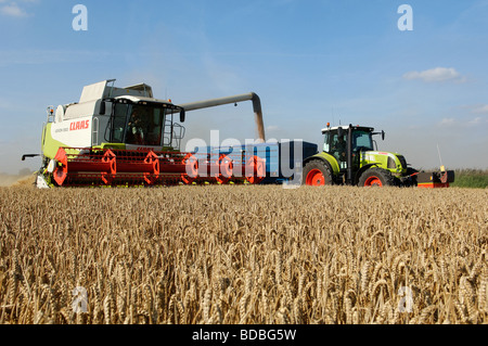 CLAAS Mähdrescher beim Ernten von Weizen in West Norfolk Fens Stockfoto