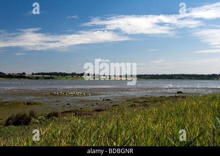 Vögel füttern in der Mündung des River Stour, Essex, UK Stockfoto