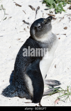 Juvenile afrikanische Pinguin Spheniscus Demersus am Boulders Beach, Simonstown, Kapstadt, Südafrika Stockfoto