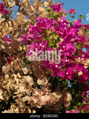 Blüte und verblasste Bougainville Bouganvilia 14. August 2009 in Conil De La Frontera Andalusien Spanien abgebildet. Stockfoto