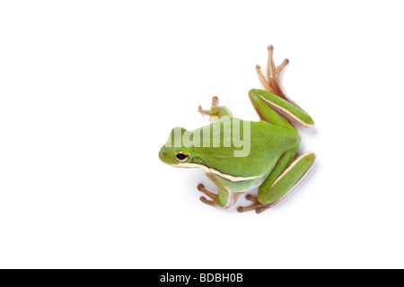 American Green Treefrog auf weißem Hintergrund Stockfoto