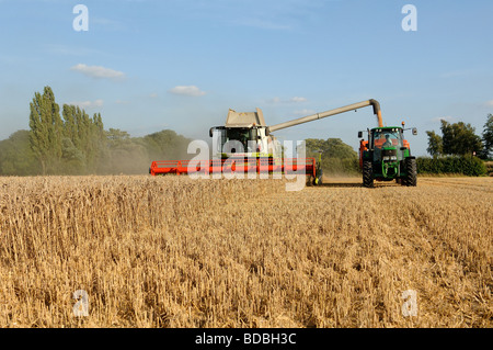 CLAAS Mähdrescher beim Ernten von Weizen in West Norfolk Fens Stockfoto