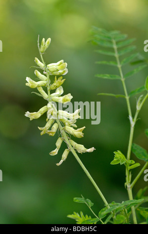 Kanadische Milkvetch (Astragalus Canadensis). Ergeben Sie sich mit Blume und Blatt Stockfoto