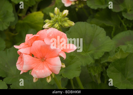 Pelargonium Zonale, Geranio, Geraniaceae Stockfoto