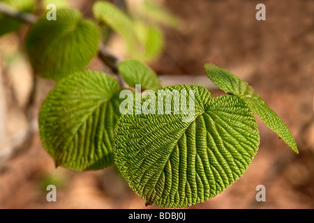 Viburnum Furcatum mit unberührter frische Frühlingsluft Blätter, Togakushi, Japan Stockfoto