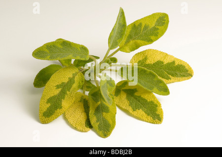 Golden bunten Salbei, goldene gemeinsame Salbei (Salvia Officinalis Icterina), Zweig mit Blättern, Studio Bild Stockfoto