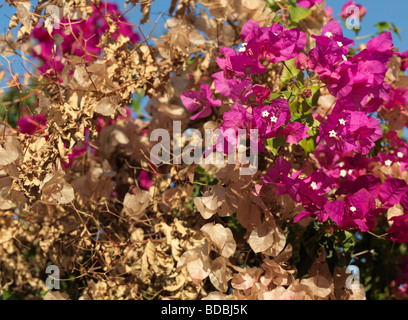 Blüte und verblasste Bougainville Bouganvilia 14. August 2009 in Conil De La Frontera Andalusien Spanien abgebildet. Stockfoto